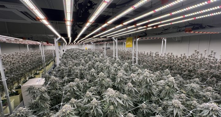 Looking for a Verified Thai Cannabis Supplier?