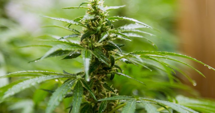 Unlocking Global Markets: Why GACP Certification is Essential for Medical Cannabis Export